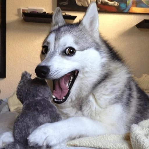 Забавные животные (@safthome)