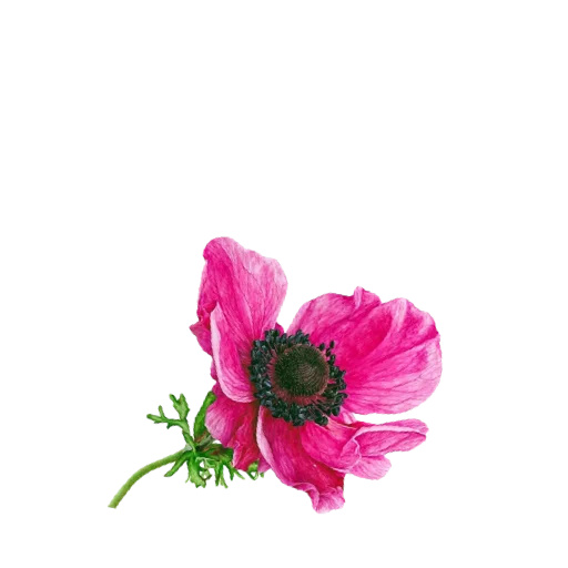 botanical garden 🌿