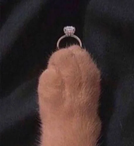 kittens :: @fStikBot