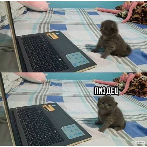 Котострофа